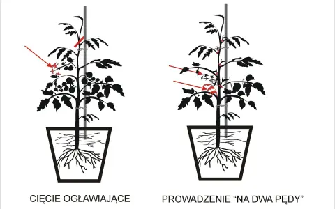 Przycinanie pomidorów: Poradnik, który zmieni Twoje zbiory!