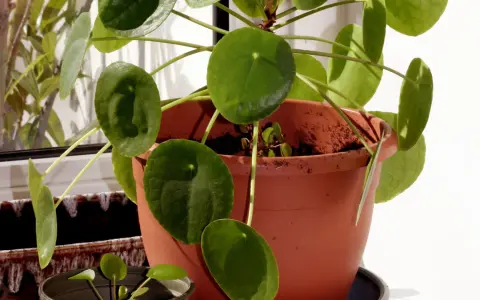 Kwiat pieniążek, znany też jako pilea, pięknie rośnie. Jego okrągłe liście tworzą gęstą kępę.