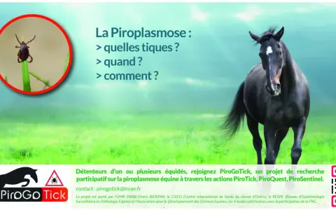 Une tique sur une herbe et un cheval noir. Le texte parle de la piroplasmose cheval et du projet PiroGoTick.