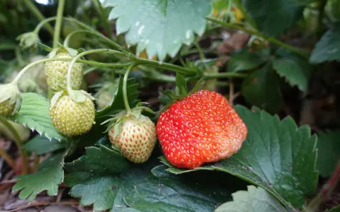 En mogen jordgubbe och flera gröna bär på en planta. Snart dags att plantera jordgubbsplantor för framtida skörd.