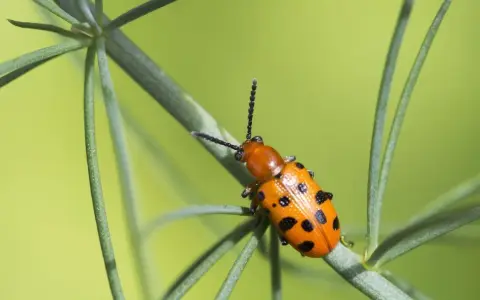 A bright orange asparagus beetle with black spots crawls on a green plant stem against a blurred green background.