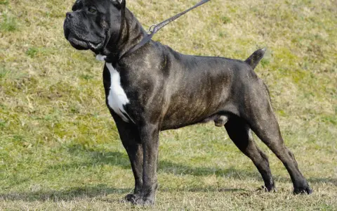 Żywienie szczeniaka cane corso: Ile, jak często i czym karmić?