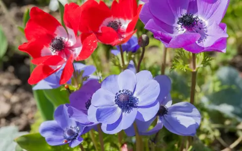 Un bouquet d'anémones fleur aux couleurs vives : rouge, violet et bleu. Une coccinelle se promène sur une pétale bleue.