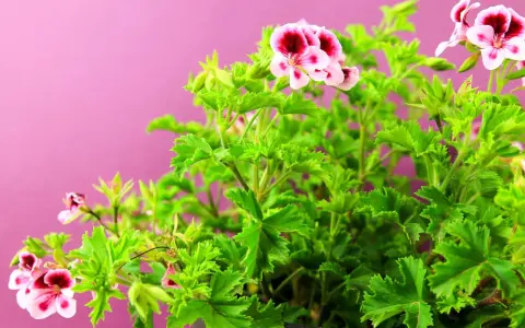 Kwitnący krzew pelargonii pachnącej, znanej jako anginka kwiat, z różowo-bordowymi kwiatami na tle pudrowego różu.