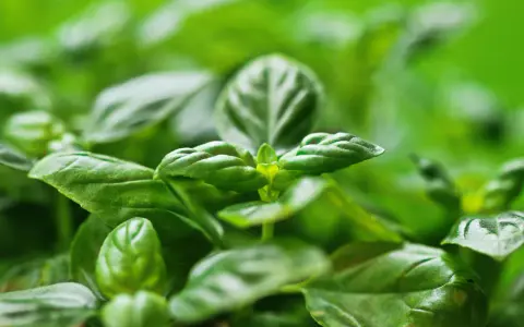 Primer plano de hojas verdes vibrantes de una planta aromática, con un enfoque suave que resalta su frescura y textura.