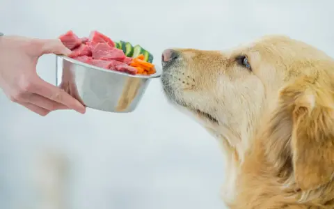Złoty retriever wącha miskę z surowym mięsem i warzywami, pokazując, co mogą jeść psy.