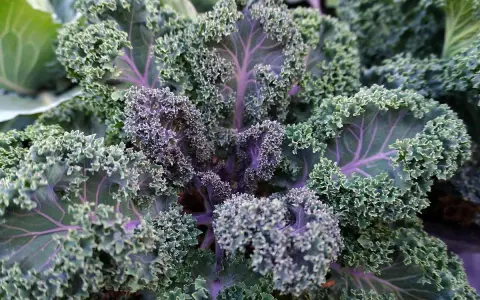 A vibrant kale plant with ruffled, curly leaves in shades of green and deep purple. The veins of the kale plant are a striking purple, adding to its beauty.