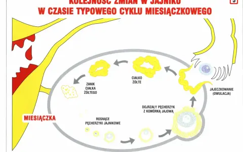 Cykl miesiączkowy: miesiączka, rosnące pęcherzyki, jajeczkowanie (owulacja), ciałko żółte, zanik ciałka żółtego. Dni płodne związane są z owulacją.