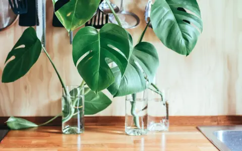 Monstera w szklanych wazonach na blacie. Liście z dziurami, gotowe do ukorzenienia. Tak łatwo rozmnożyć monsterę!
