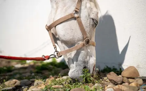 Un cheval blanc broute l'herbe, sa tête basse. La puissance morsure cheval est évidente dans sa détermination à se nourrir.