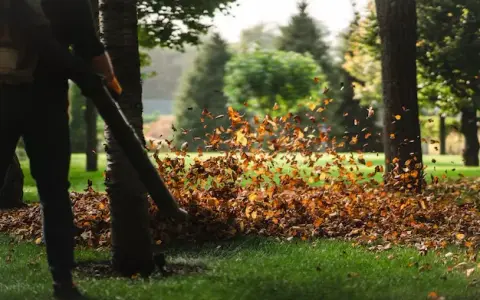Co zrobić z liśćmi na działce? Sprawdź skuteczne sposoby na ich wykorzystanie