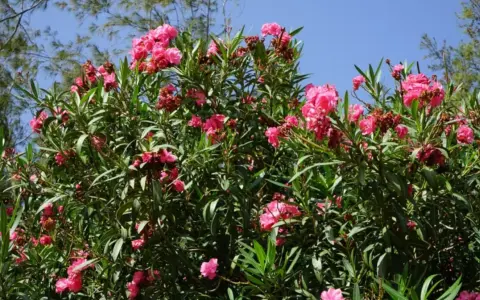Un buisson de laurier rose en pleine floraison, avec des fleurs roses vives et des feuilles vertes luxuriantes sous un ciel bleu clair.