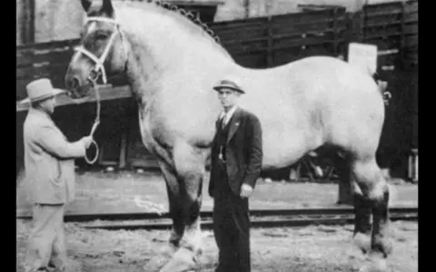 Kto jest największym koniem na świecie? Poznaj Big Jake'a i gigantów!