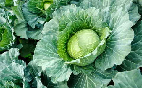 A plump, green cabbage head nestled amongst its large, textured leaves. This image hints at the perfect time when to harvest cabbage for peak freshness.