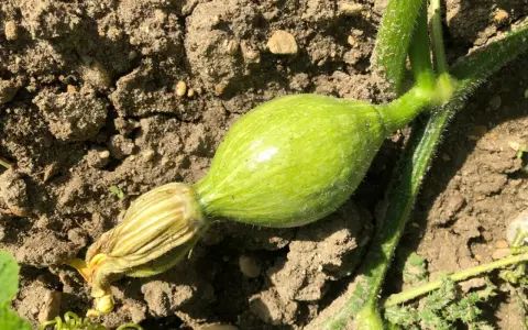 Un jeune potiron vert olive, encore attaché à sa tige velue, promet une belle récolte.
