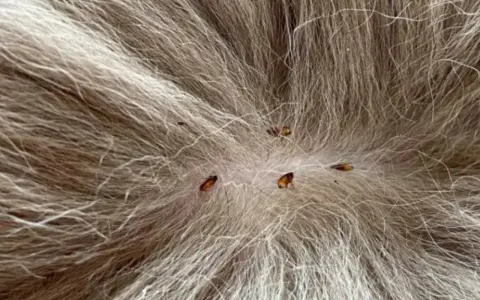 Plusieurs puces sur le pelage d'un chien, indiquant la nécessité d'un traitement antiparasitaire.