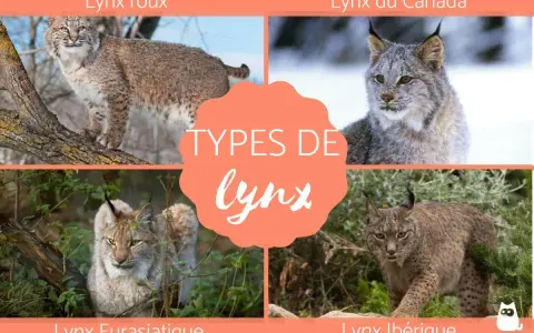 Quatre types de lynx : roux, du Canada, eurasiatique et ibérique, présentés dans un collage.