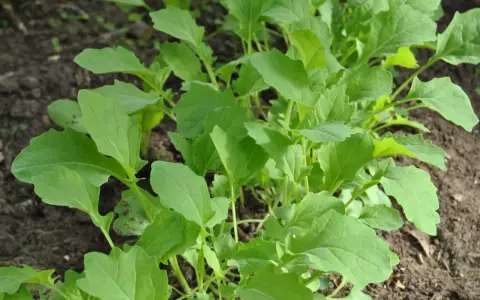 Frisch gewachsener Scheerkohl im Beet, bereit für leckere Scheerkohl Rezepte.