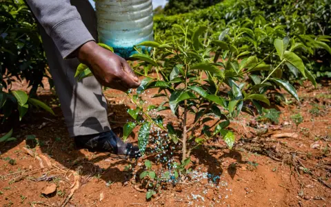 Main d'agriculteur épandant des granulés bleus, comme un engrais vert moutarde, au pied d'un jeune plant dans un champ verdoyant.
