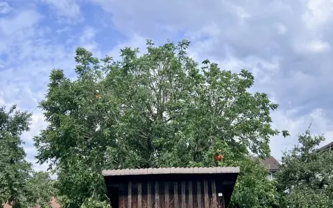 Person im Baum, um den Walnussbaum zu schneiden.