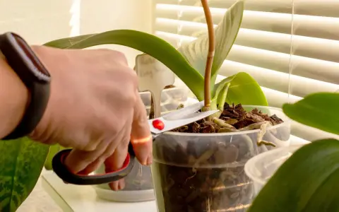 Hand mit Schere schneidet Orchideen-Stiel. Pflege für gesunde Pflanzen.