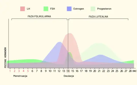 Wykres przedstawia fazy cyklu kobiety: folikularną i lutealną, z poziomami hormonów LH, FSH, estrogenu i progesteronu.
