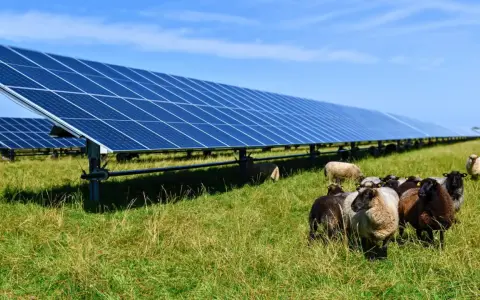 Un troupeau de moutons broute paisiblement dans une ferme photovoltaïque, illustrant la rentabilité et l'harmonie entre nature et énergie solaire.