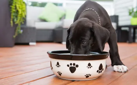 Un chiot noir boit dans une gamelle décorée de pattes. Il semble mélanger les croquettes avec de l'eau pour un repas plus facile.