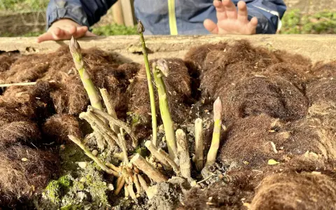 Kindliche Hände über frisch gepflanztem Spargel. Die ersten grünen Triebe recken sich aus der Erde, bedeckt mit braunem Mulch.