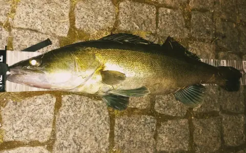 Piękny sandacz złowiony na spinning. Ryba leży na kamiennym podłożu obok miarki.