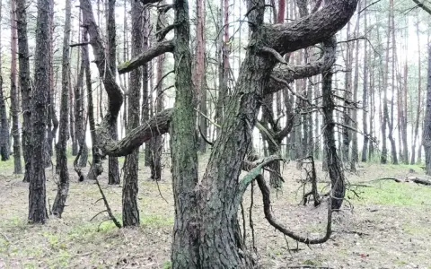 W lesie rosną krzywe drzewa w Polsce, ich pnie wiją się jak węże, tworząc niezwykły, baśniowy krajobraz.