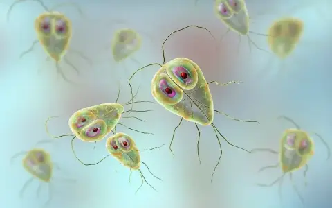 Widok mikroskopowy pasożytów Giardia, które mogą powodować problemy zdrowotne u psów.