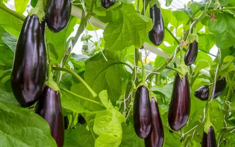 Aubergines sombres et brillantes pendent sur leurs tiges vertes. La distance de plantation permet à chaque fruit de mûrir pleinement.
