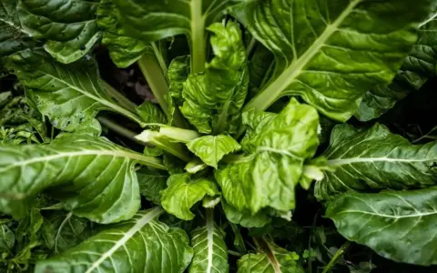 Planta de acelgas, un vegetal que se planta en julio para cosechar sus hojas verdes y nutritivas.