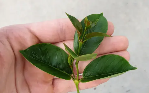 Ein Trieb mit grünen Blättern in einer Hand, bereit, um Dipladenien zu vermehren.