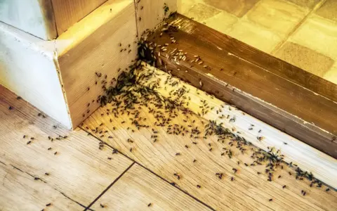 Rój mrówek w mieszkaniu, maszerujących po drewnianej podłodze i listwach przypodłogowych. Widać też białe larwy.