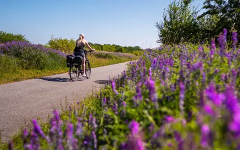 Kobieta na rowerze przemierza malownicze ścieżki rowerowe zachodniopomorskie, otoczona kwitnącymi fioletowymi kwiatami.