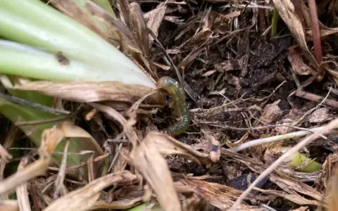 A green sod webworm larva crawls through dry grass and soil, a stage in the sod webworm life cycle.
