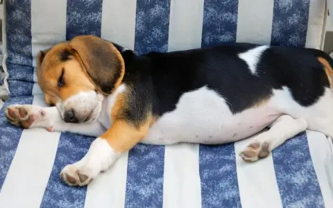 Czy beagle gubią sierść? Odkryj, jak radzić sobie z linieniem