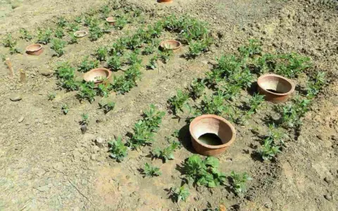 Champ de jeunes plants avec des oyas en terre cuite. On compte environ 1 oyas tous les 2 m2 pour un arrosage efficace.