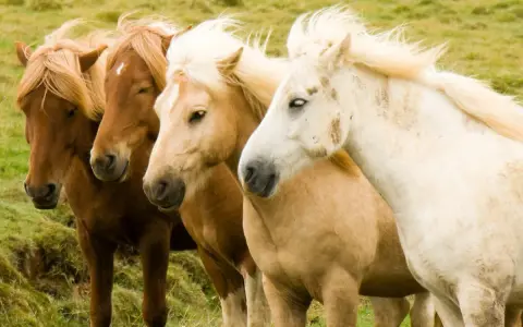 Quatre chevaux, dont un magnifique cheval Connemara blanc, se tiennent côte à côte dans un pré verdoyant.