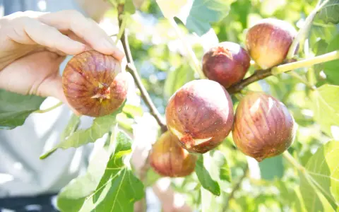 Main d'une personne cueillant des figues mûres sur un figuier. La taille figuier est parfaite pour une récolte gourmande.