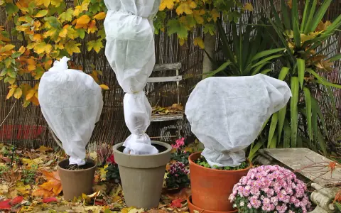 Trois plantes en pot sont emballées dans des voiles d'hivernage blancs. Peut-on laisser un voile d'hivernage tout l'hiver ? La réponse est oui, pour protéger du froid.