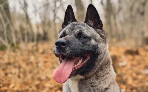 Akita amerykańska, pies o imponującej wadze, z językiem na wierzchu, w jesiennym lesie.