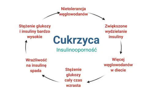 Schemat cyklu cukrzycy i insulinooporności: nietolerancja węglowodanów, zwiększone wydzielanie insuliny, więcej węglowodanów w diecie, wzrost stężenia glukozy, spadek wrażliwości na insulinę, wysokie stężenie glukozy i insuliny.
