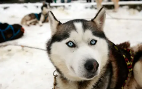 Husky z Bieszczad, gotowy na zimową przygodę. Jego niebieskie oczy błyszczą w śniegu, a futro chroni przed mrozem.