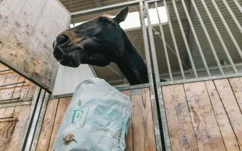 Cavallo nero curioso annusa un sacco di foraggio per cavalli in una stalla di legno.