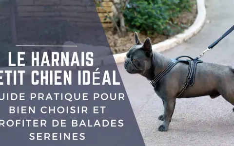 Un bouledogue français porte un harnais confortable pour chien, prêt pour une promenade sereine.