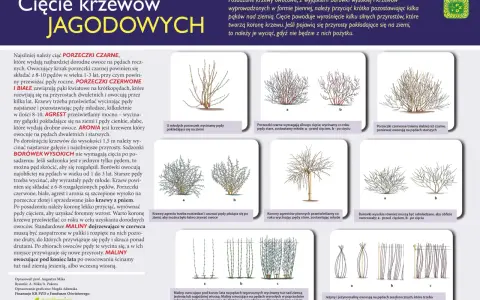 Agrest: Cięcie krok po kroku. Więcej owoców, zdrowszy krzew!