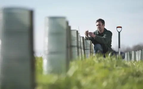 Leśniczy sadzi drzewka. Zastanawiasz się, ile zarabia leśniczy? Praca w lesie wymaga zaangażowania.